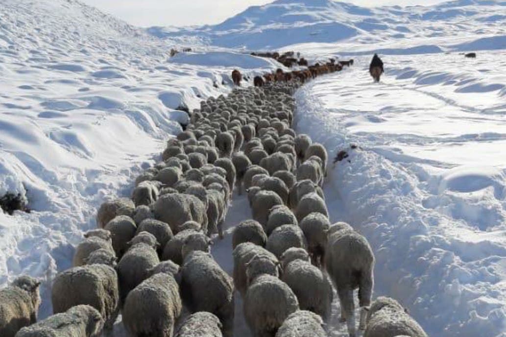 En los últimos 10 años las cabezas de ganado ovino en la Meseta bajaron de 122.000 a 30.000