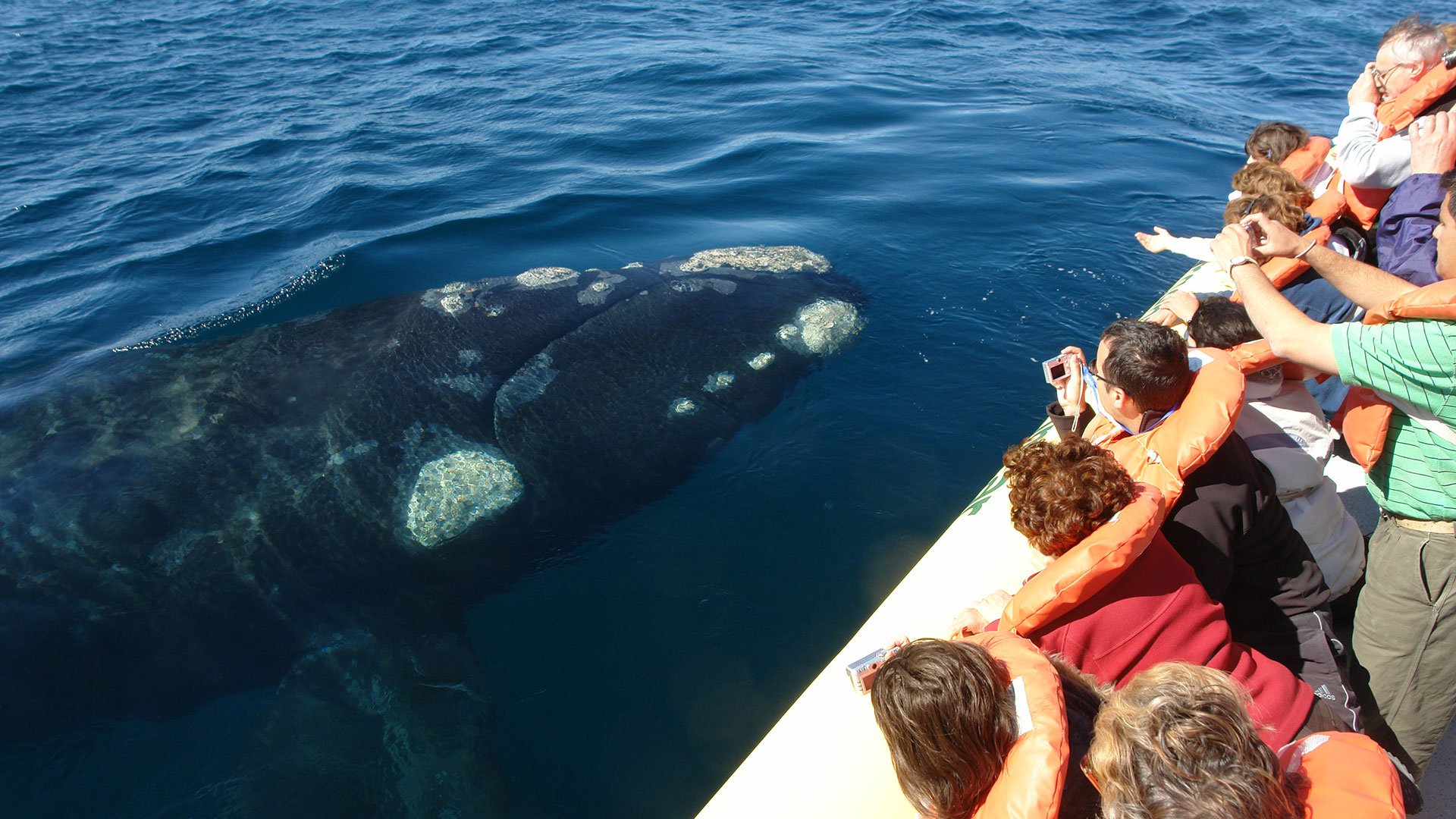 Ballenas brindaron un espectáculo en las costas de Puerto Pirámides
