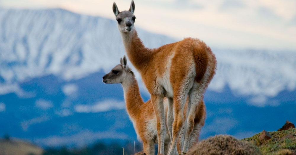 Chubut prepara un proyecto para el aprovechamiento sustentable de las poblaciones de guanacos silvestres