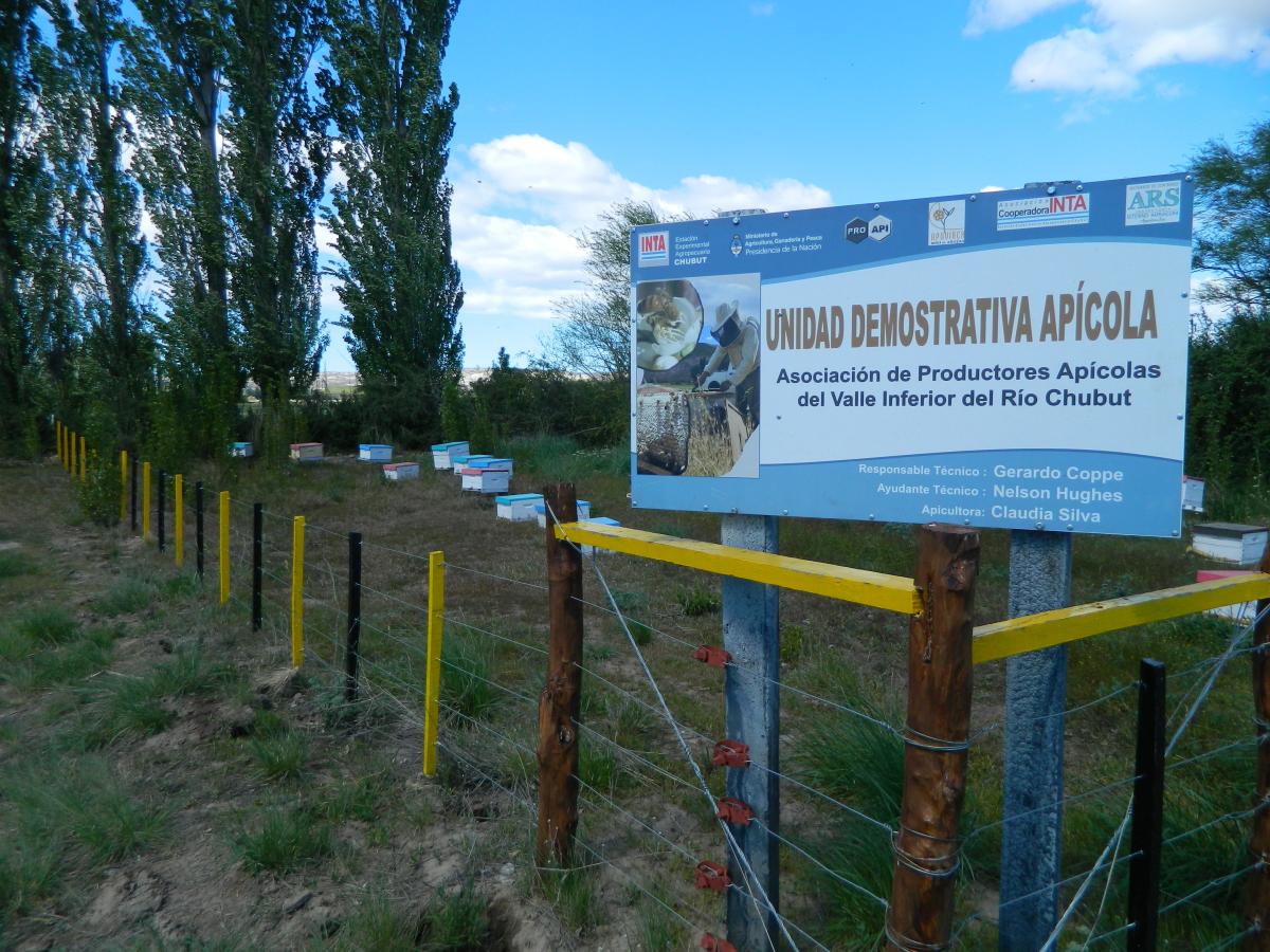 Chubut produce 50 toneladas de miel en forma anual a través de un centenar de apicultores