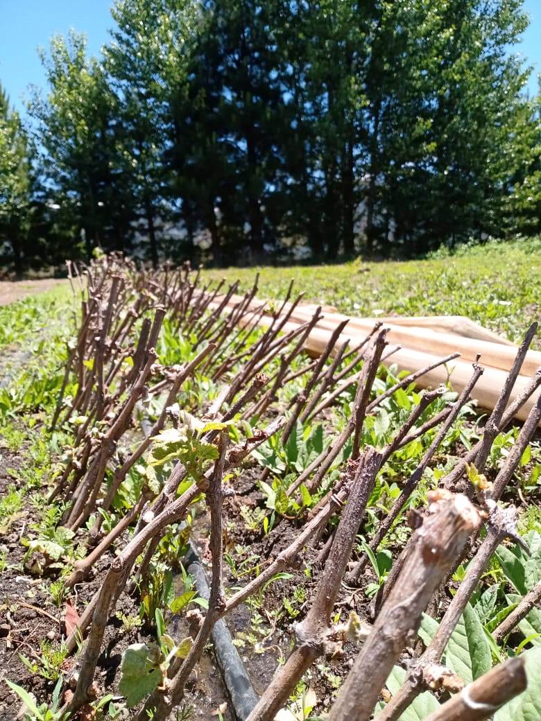 El Ministerio de Agricultura implementa el primer viñedo estatal para promover la producción vitivinícola