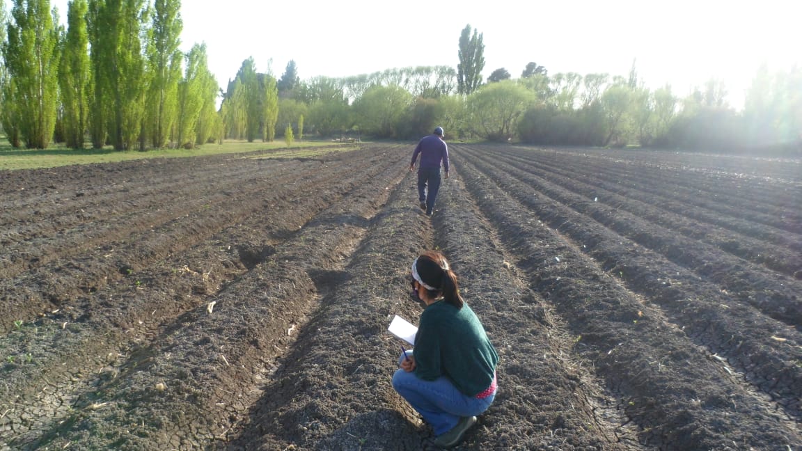 Informan requisitos de Buenas Prácticas Agrícolas a productores de Frutas y Hortalizas del Chubut