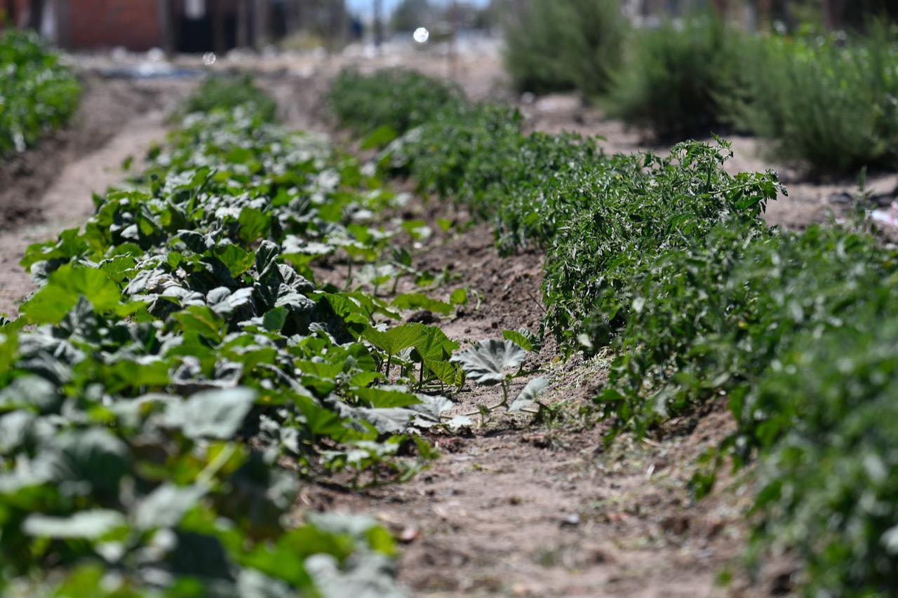 Producción de alimentos: se realizó la primera cosecha