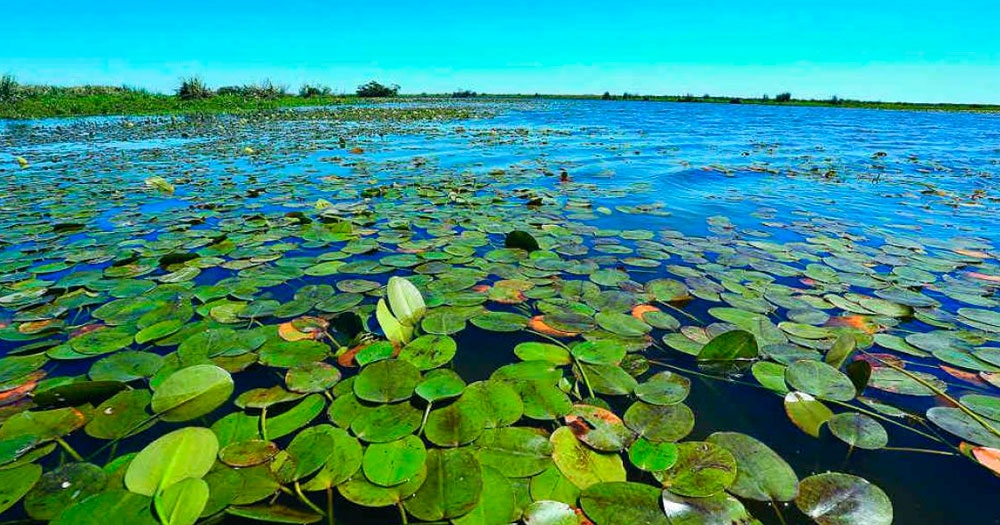 El Parque Nacional Iberá, en Corrientes, reabre para turistas de todo el país