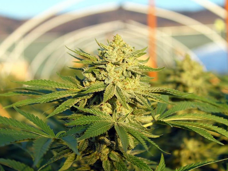 Argentina y Brasil acordaron impulsar la producción y comercialización del cannabis