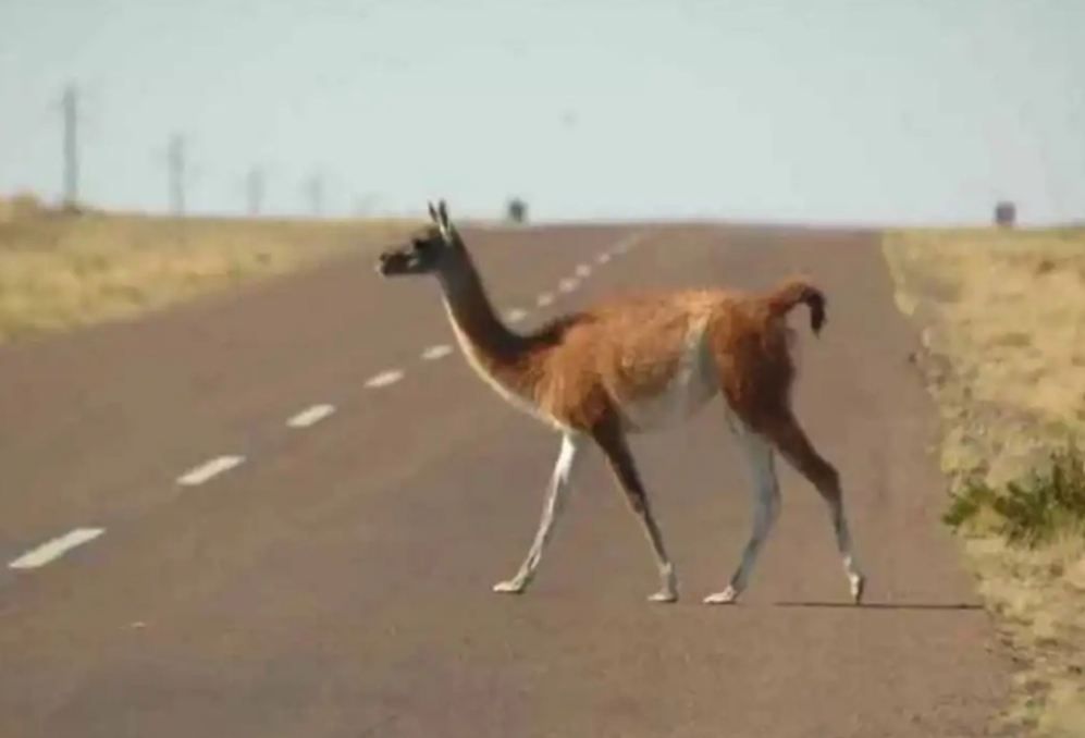 Recomiendan a los automovilistas tener precaución por presencia de animales silvestres en las rutas