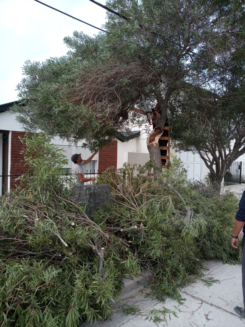 Ambiente interviene ante pedido de vecinos por la inestabilidad de árboles de grandes proporciones