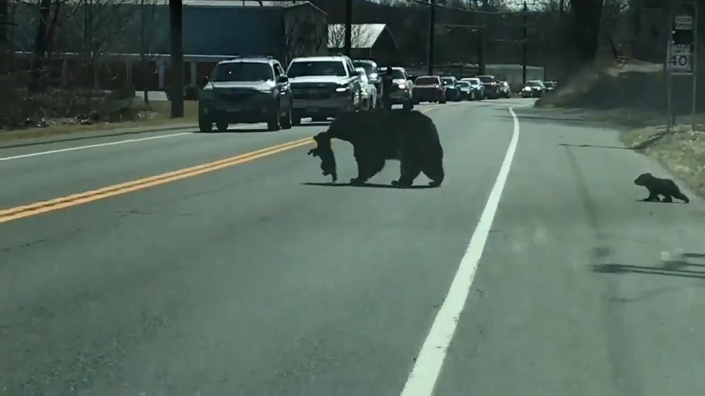 El divertido video de los problemas de una mamá oso para cruzar la calle con sus cachorros traviesos