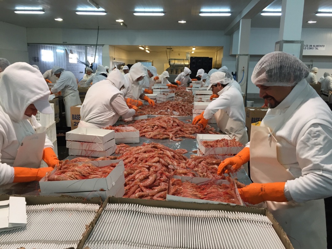 Brasil autorizó la importación de langostinos argentinos y se abre una ventana importante para el sector pesquero de la provincia del Chubut