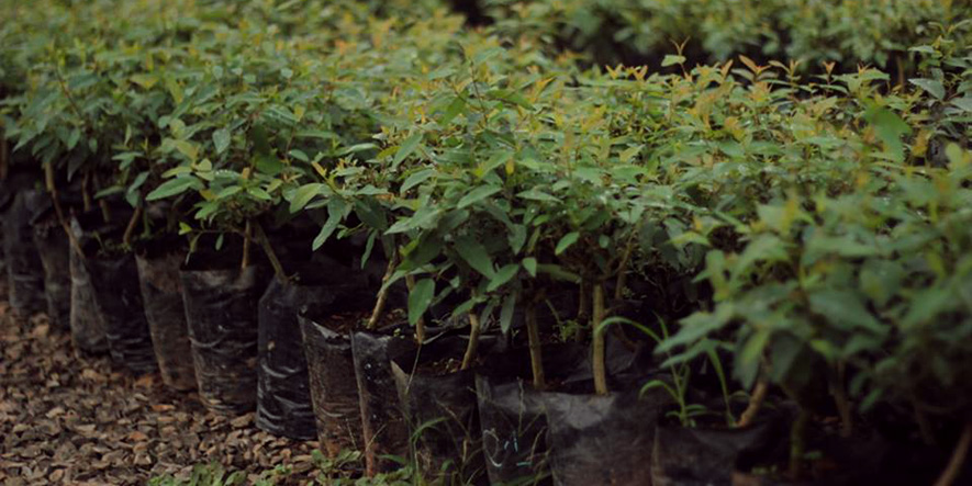 Proyectan la plantación de 30.000 árboles nativos