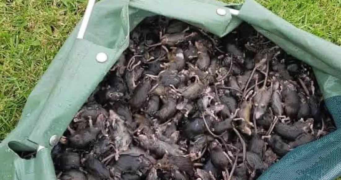 Intensas lluvias tras años de sequía causan invasión de ratas en Australia