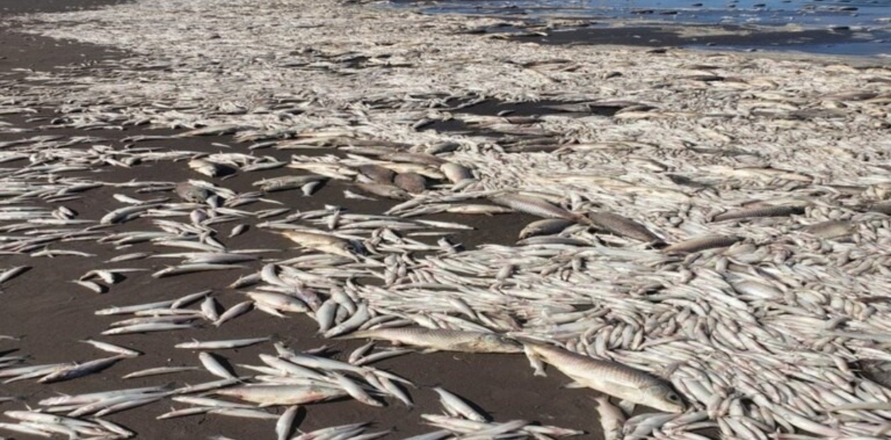 Miles de peces puertos en una laguna de Junín por la baja del caudal