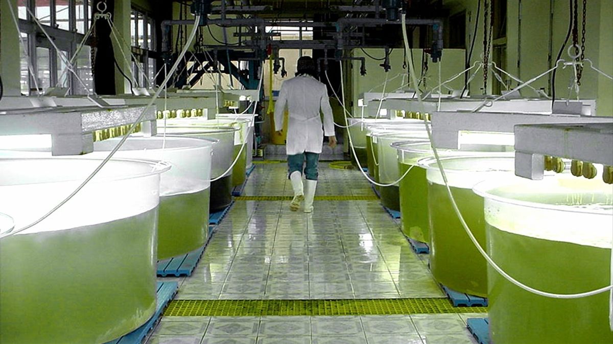 Sin tiempo por el vencimiento, Nación prorrogó por 60 días la actual ley de biocombustibles para seguir discutiendo las modificaciones en el Congreso