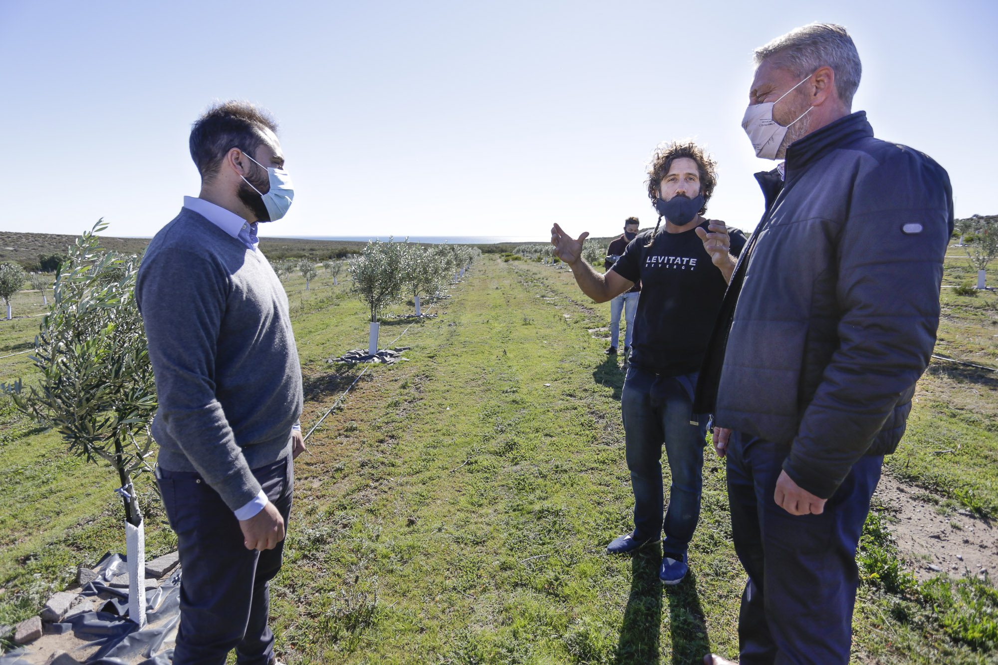 El Programa Olivícola de Chubut ya cuenta con 20.000 plantas que se perfilan para obtener aceite con calidad de exportación