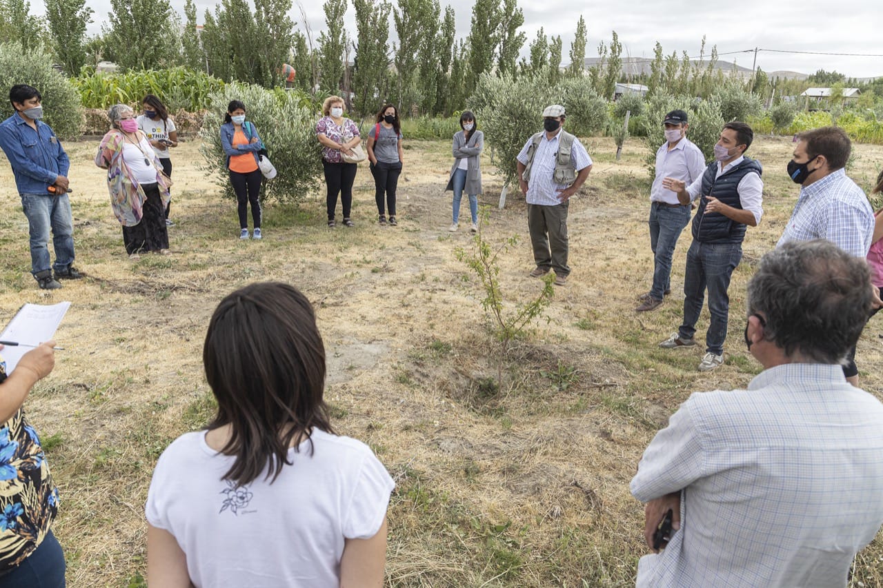 Comodoro volvió a producir aceite de oliva después de 40 años