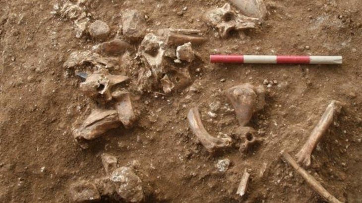 Descubren una nueva especie de hombre prehistórico