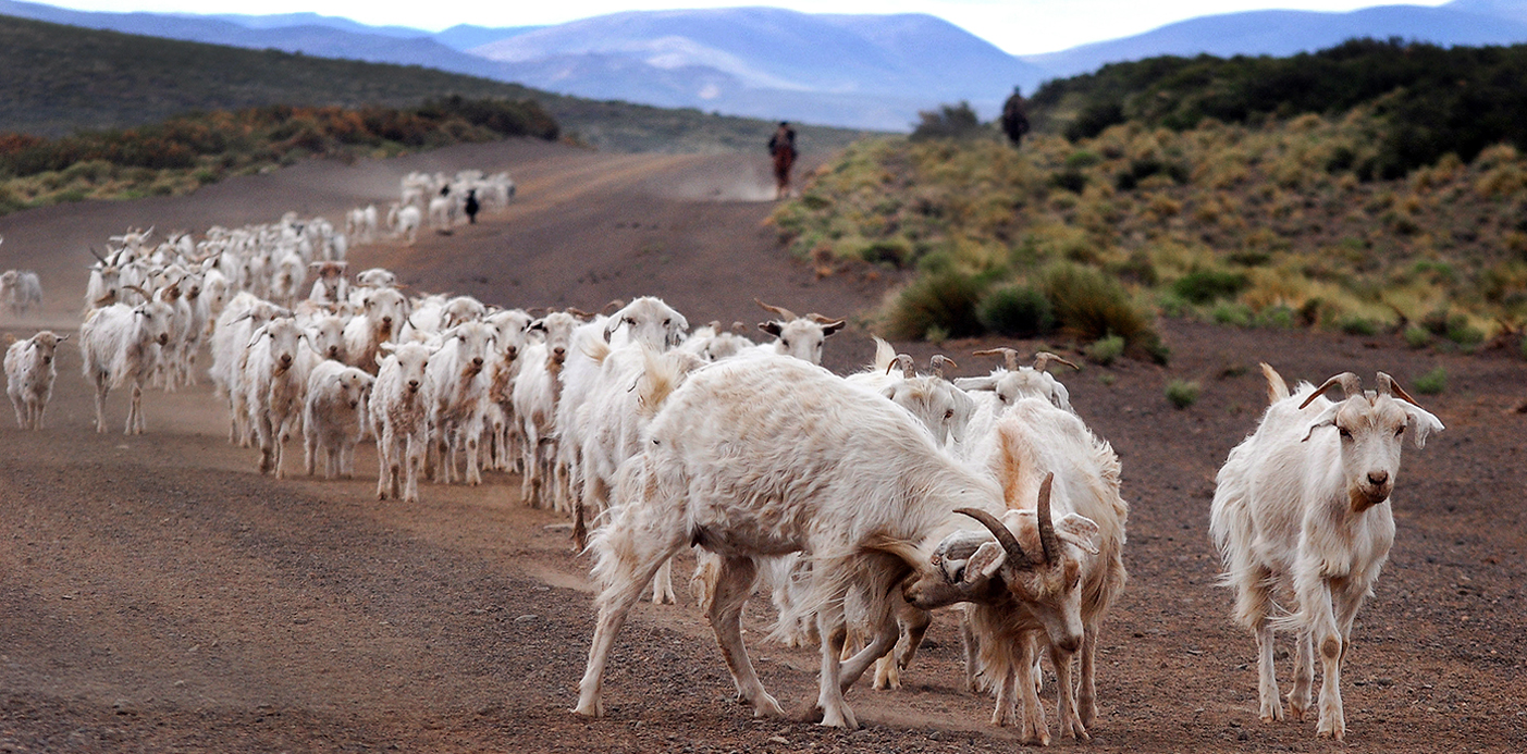 Neuquén potencia el Plan Ganadero Bovino y en lo que va de 2021 ya entregó más de $ 41 millones a productores