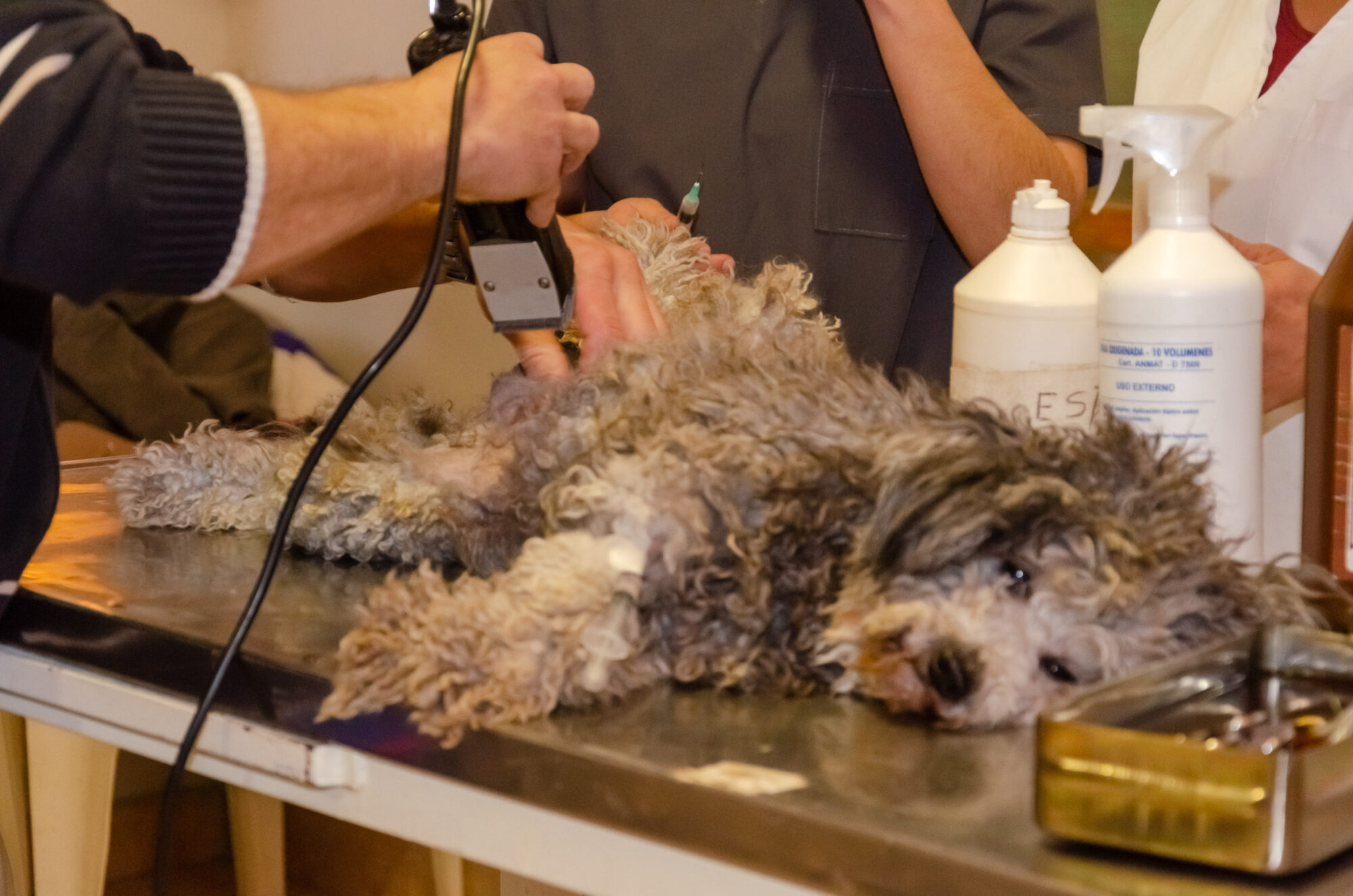 Comenzó la Campaña gratuita de castración canina y felina en Rawson