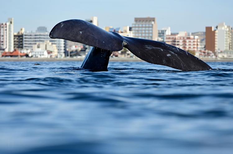 La hotelería de Puerto Madryn registró una ocupación del 50% durante el primer fin de semana largo invernal