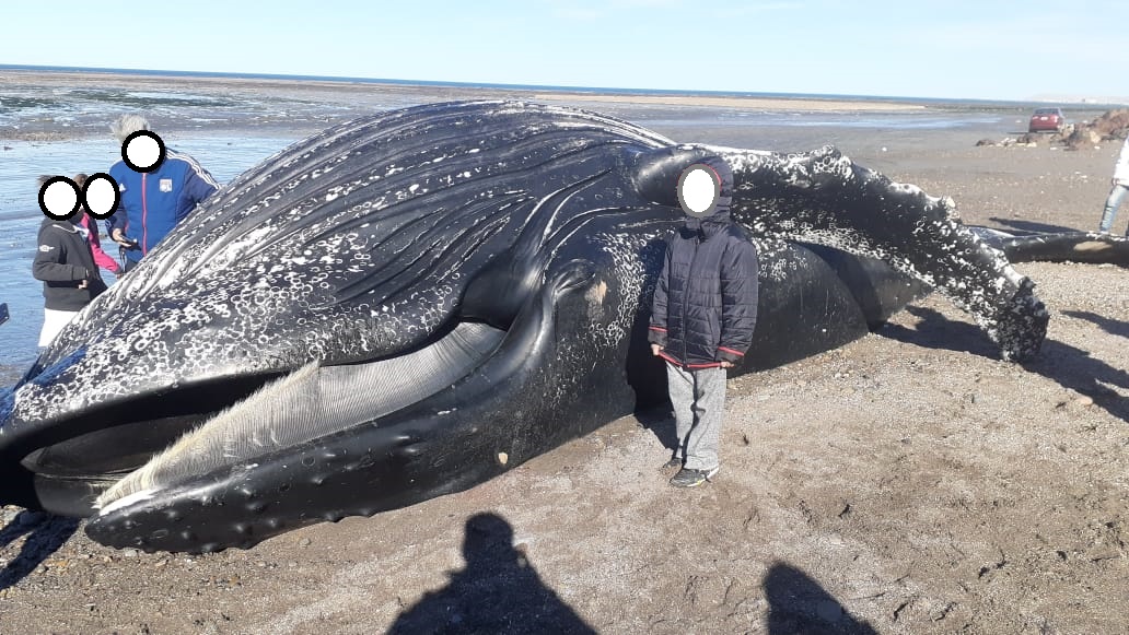 Una ballena jorobada quedó varada en las costas de Comodoro Rivadavia y piden a la ciudadanía no acercarse