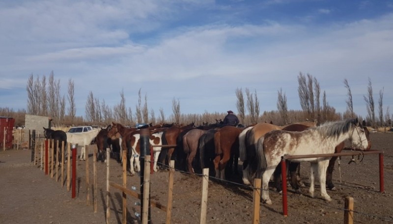 Una jineteada clandestina en Sarmiento terminó con una imputación al organizador del evento y el secuestro del celular