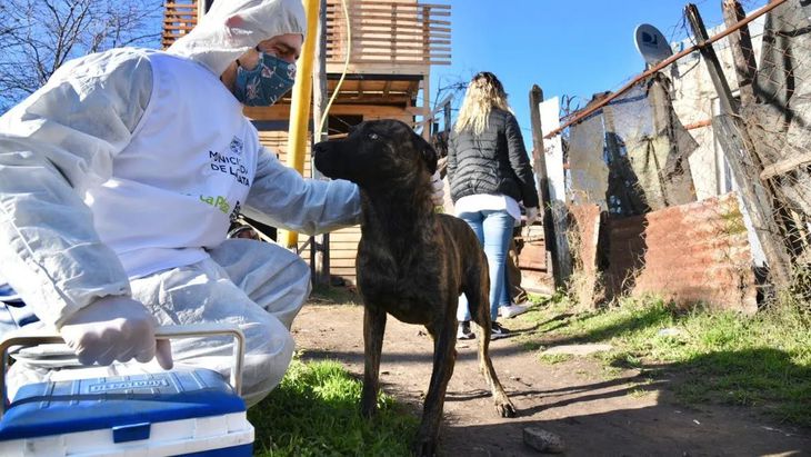 La Plata fue declarada “municipio no eutanásico de animales”