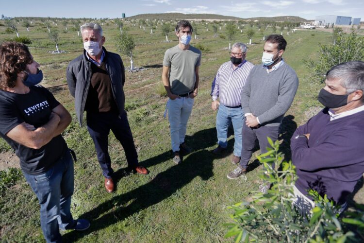 Cavaco sobre el potencial olivícola en Comodoro Rivadavia: “Está todo dado para que se pueda producir”