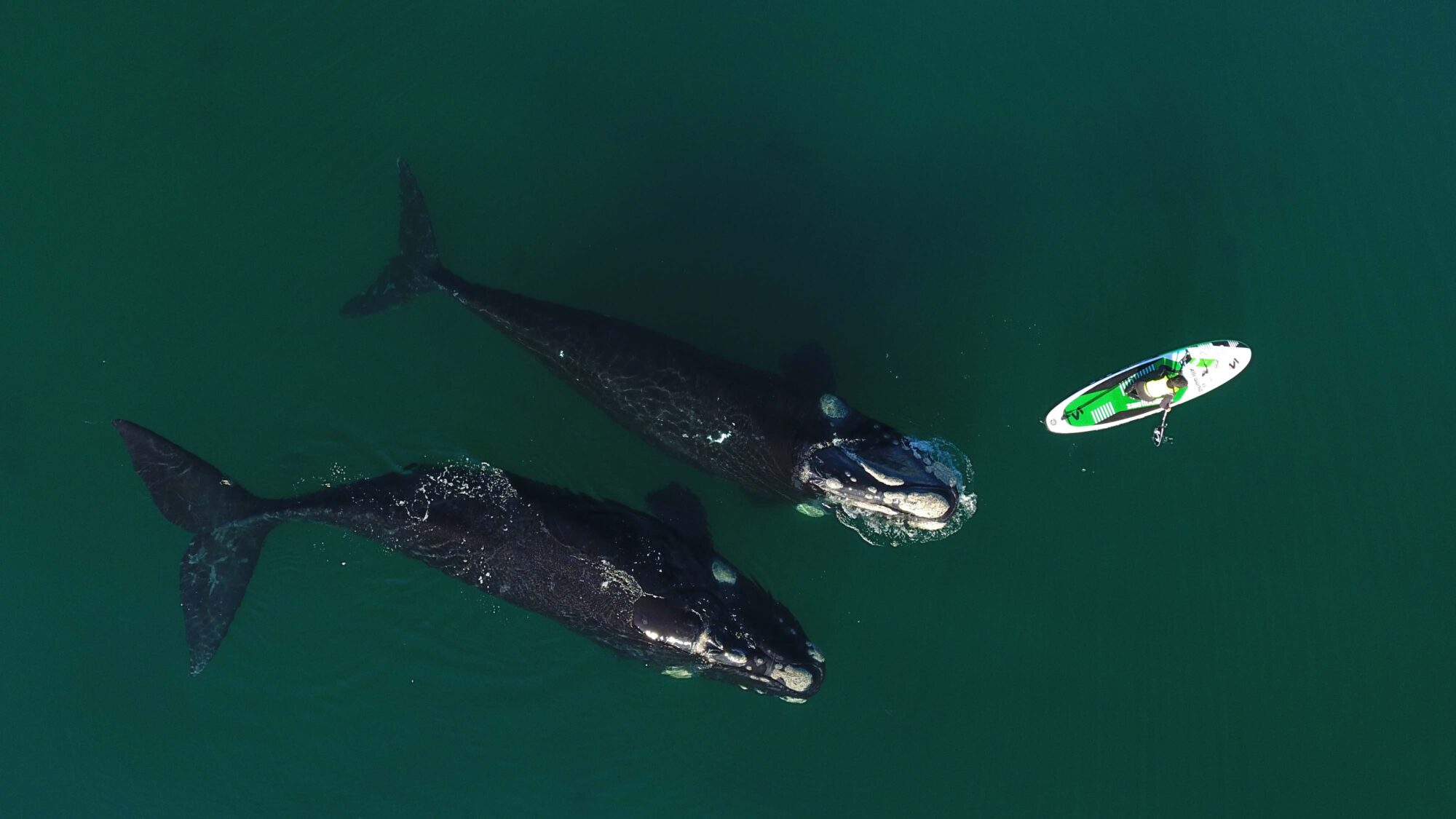 Maxi Jonas sobre la foto de las dos ballenas y la kayakista que cumplía años: “Se le acercó a la tabla como si fuera una mascota”