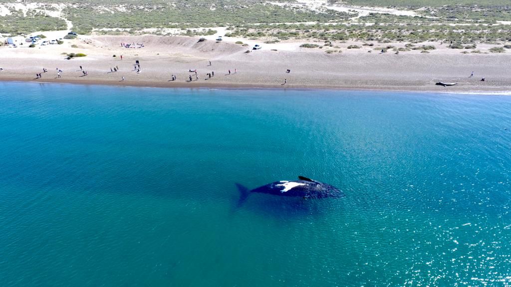 Puerto Madryn tendrá ocupación plena durante el fin de semana largo de octubre