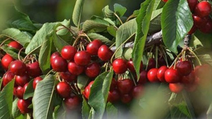 El Ministerio de Agricultura declara la emergencia agropecuaria en Chubut