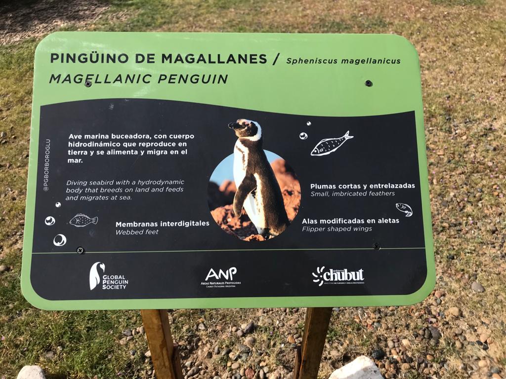 Quedó inaugurada la temporada de pingüinos en Punta Tombo
