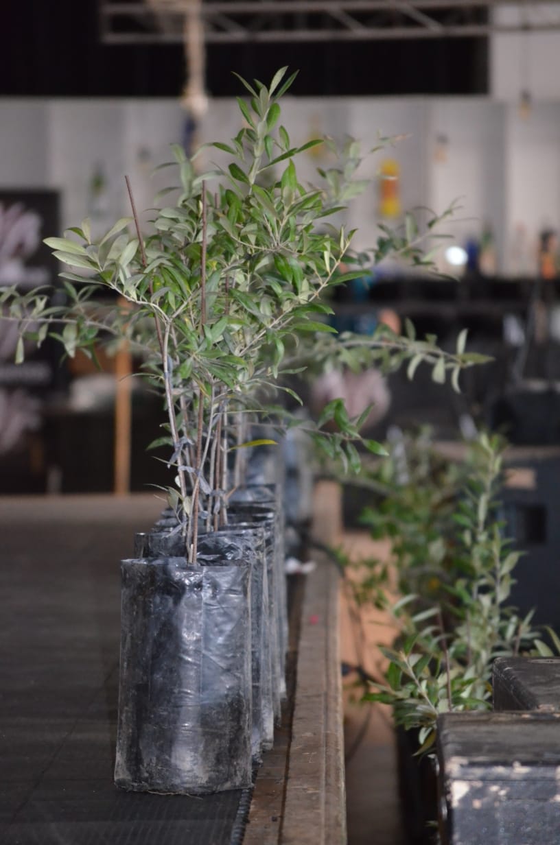 Brindan taller de olivicultura para poner en valor la producción de olivo