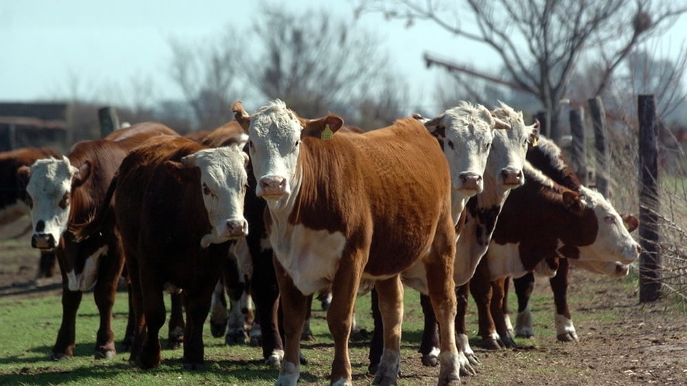 Chubut: El Gobierno trabaja en un proyecto para liberar a la ganadería extensiva del pago del canon de agua