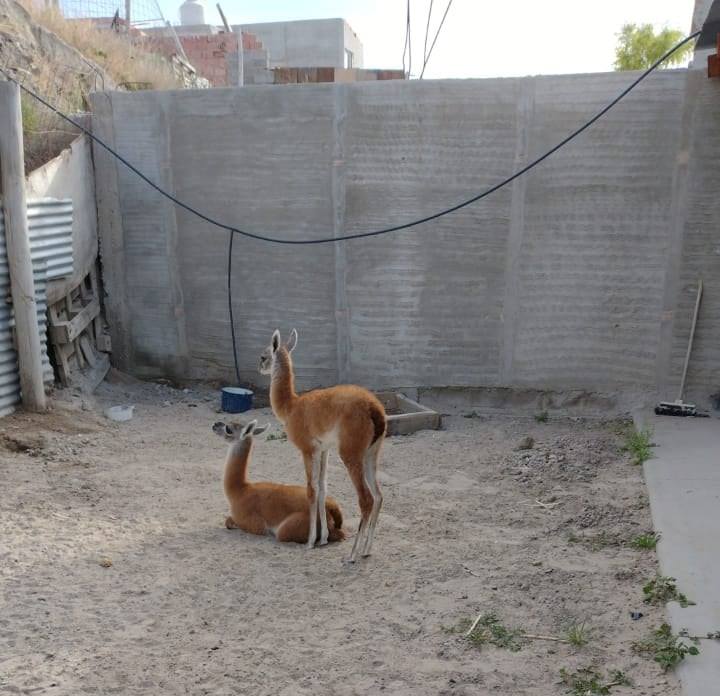 Múltiples allanamientos por el robo de animales de campos: Se investiga una asociación ilícita dedicada al abigeato
