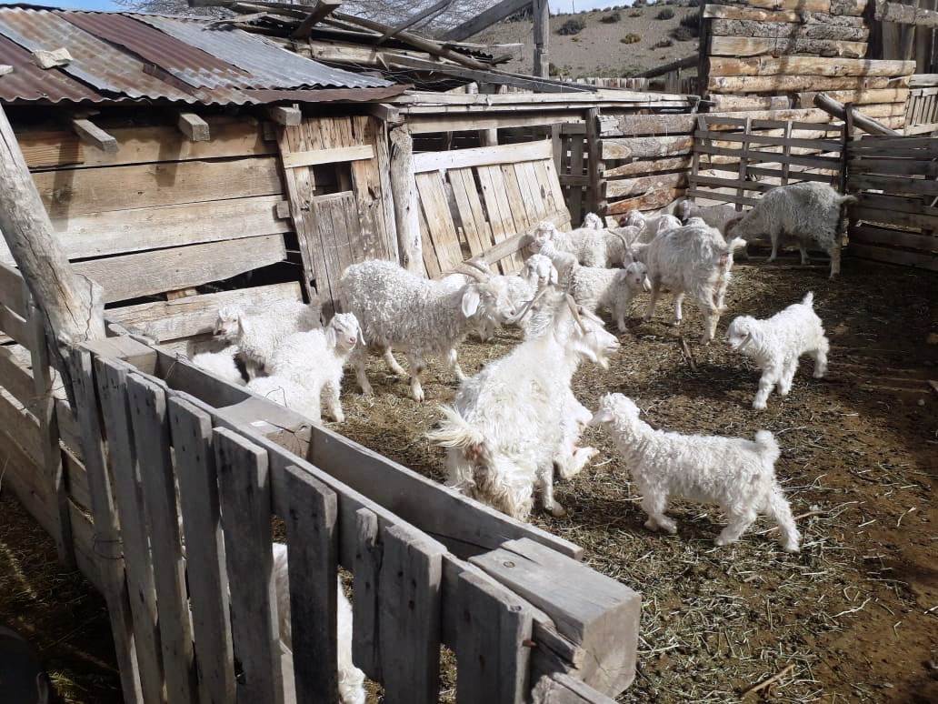 Productores caprinos comenzaron con la zafra de fibra mohair