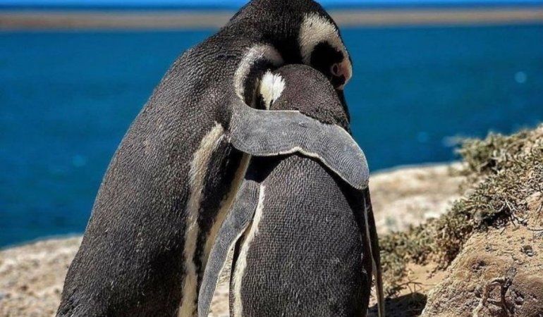 Fiscal Gómez: “Más de 140 nidos quedaron aplastados y los pichones que se encontraban adentro se ahogaron por la misma tierra”