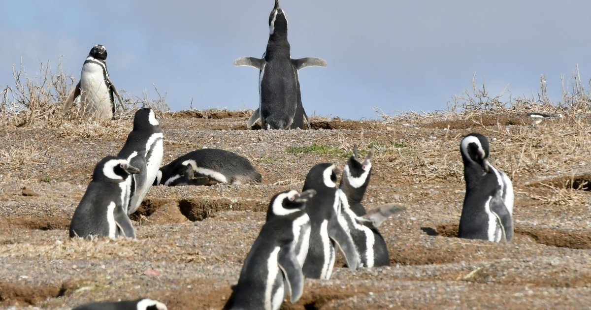 Brutal matanza en Punta Tombo: Aplastó 140 nidos de pingüinos, electrificó a más de 100 y fiscalía ya abrió una investigación