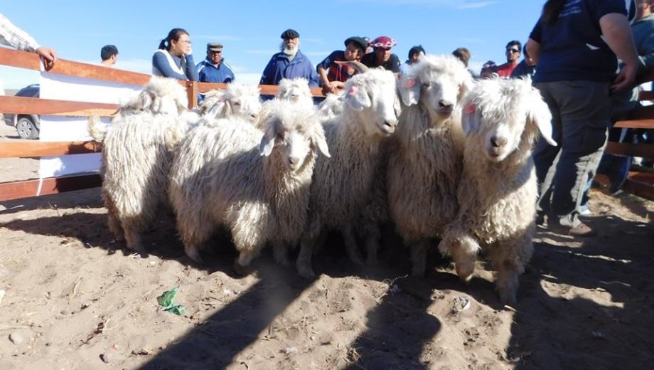 Organizaciones de Río Negro y Chubut vendieron más de 39.000 kilos de lana mohair lo que implica una inyección de $ 24 millones a la economía regional