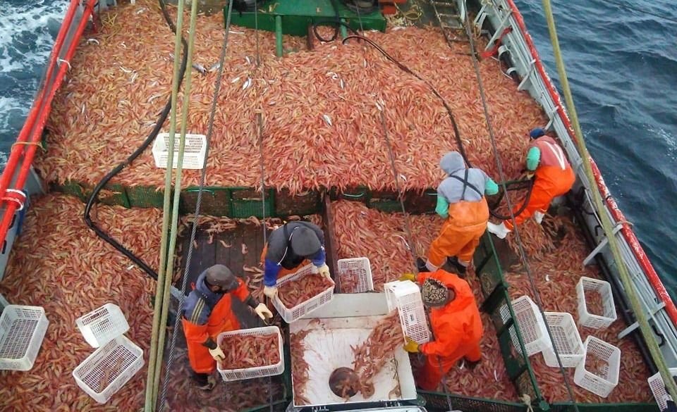 Chubut: Preocupa la escasez del recurso en la temporada de langostino