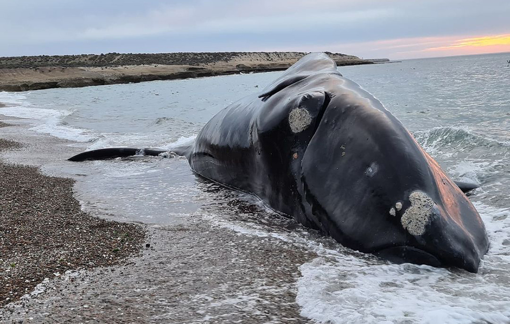 Preocupación en Chubut: Durante el año pasado, 45 ballenas aparecieron muertas en Península Valdés