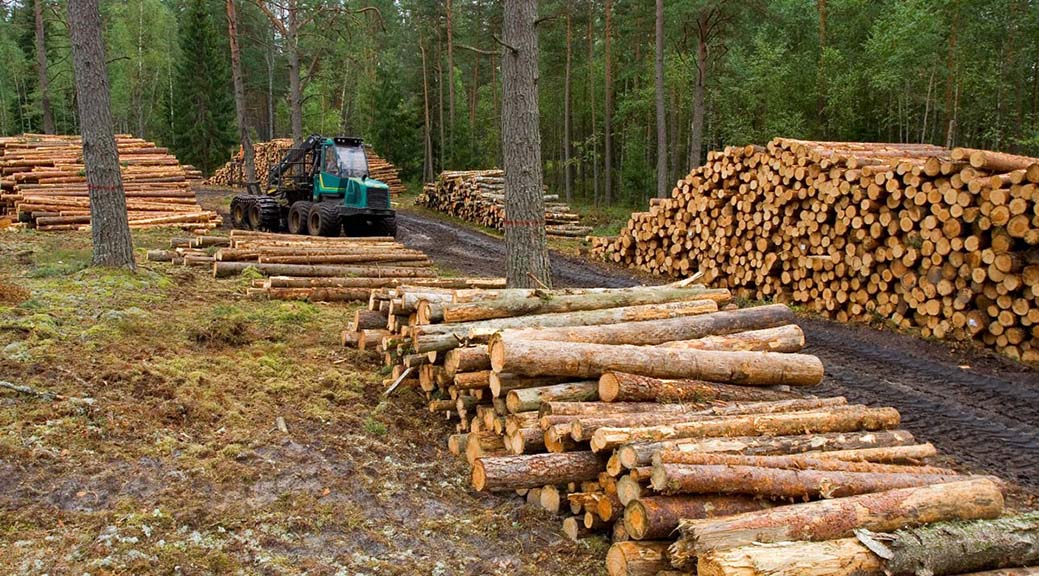 El sector maderero de la Cordillera presentará un proyecto a Provincia para potenciar el ámbito forestal en 2022