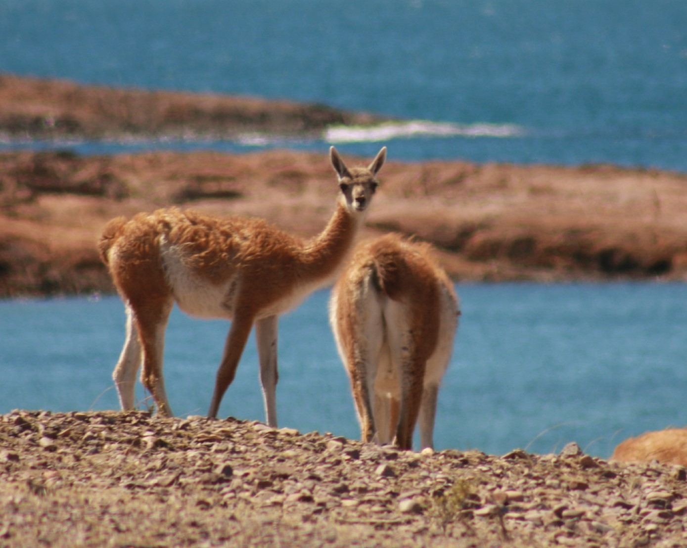Gaffet anticipó que las 15.000 plazas disponibles que tiene Chubut están casi completas para el fin de semana largo de Carnaval