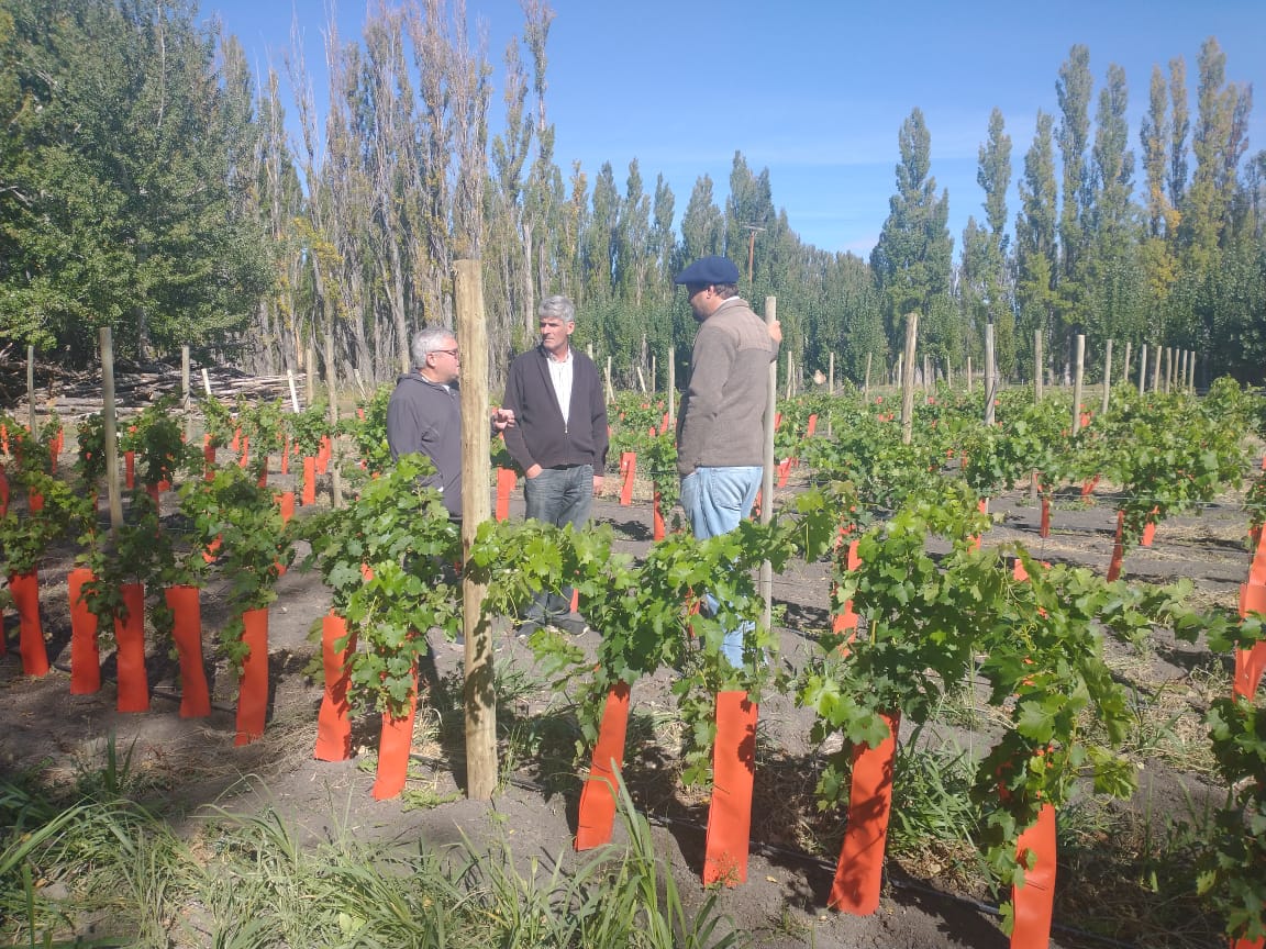 Buscan fomentar la producción vitivinícola en Sarmiento