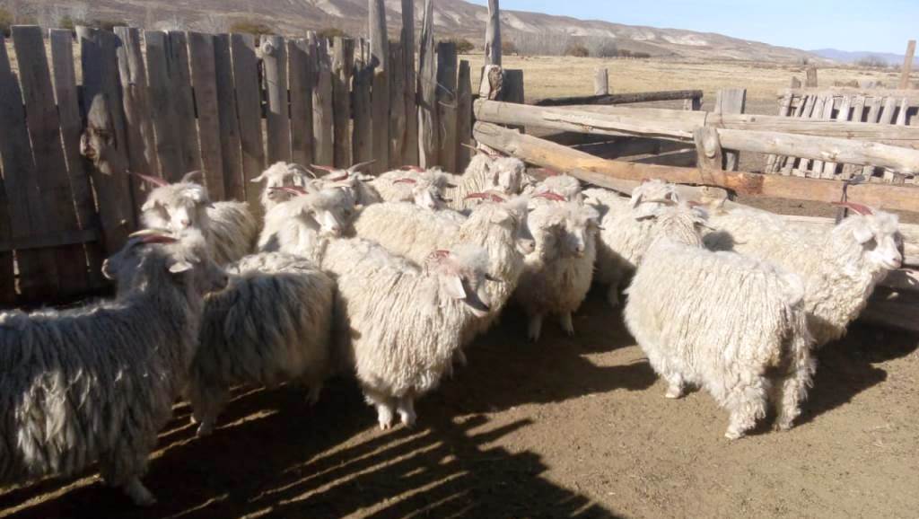 Se viene la feria caprina en Cushamen: Habrá exposiciones sobre mejora genética, esquila y manejo productivo