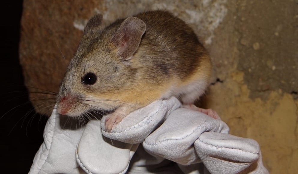 Esquel: Debido a las condiciones climáticas podría aumentar la población de roedores