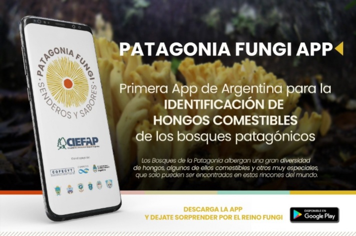 “Patagonia Fungi”: La aplicación desarrollada por científicas chubutenses para distinguir hongos comestibles lanza su kit de cosecha