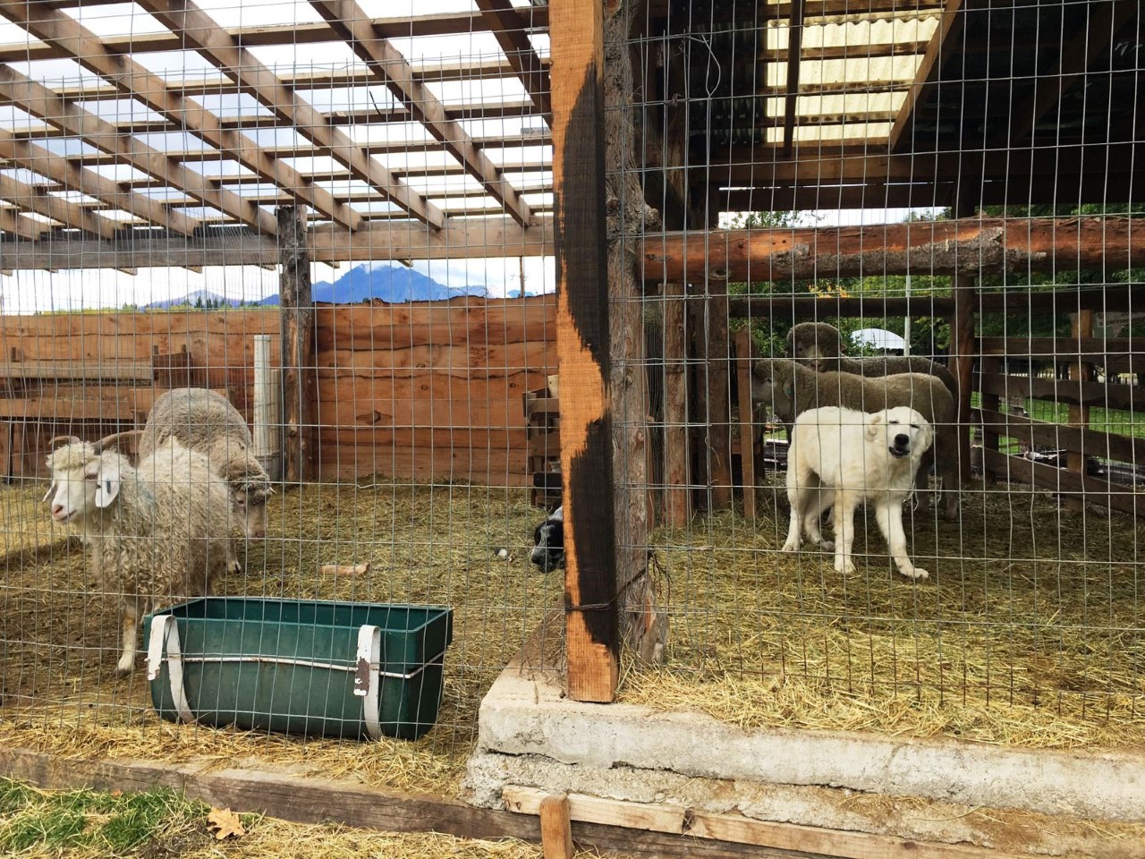 Por los ataques de pumas y zorros en una zona de Chubut, Provincia adquirió perros protectores para cuidar al ganado