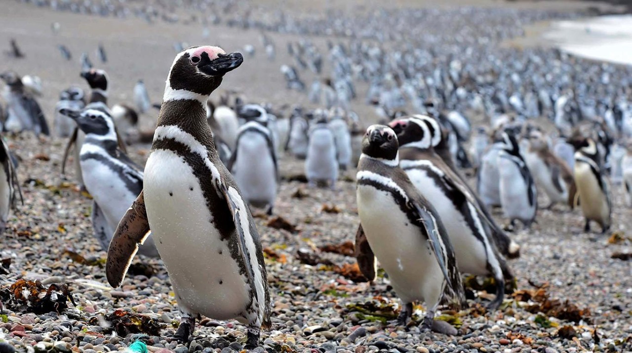 Punta Tombo registró 100.000 visitantes, cerrando un un incremento del 95% en comparación con la última temporada pre-pandemia