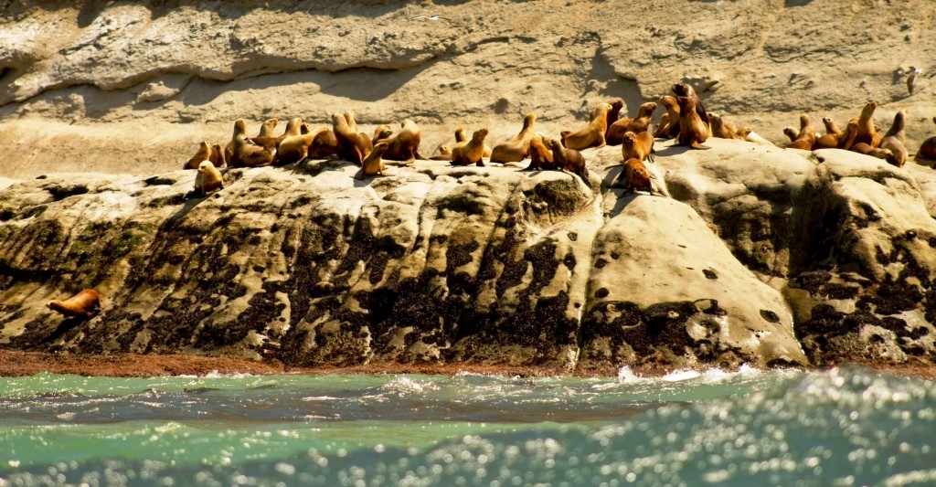 Arcioni envió a Legislatura un proyecto de Ley para ampliar el Área Natural Protegida Punta Marqués
