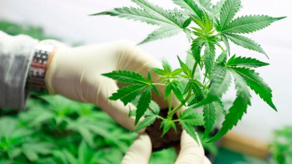 Chubut desarrollará semillas de cepas locales de cannabis medicinal